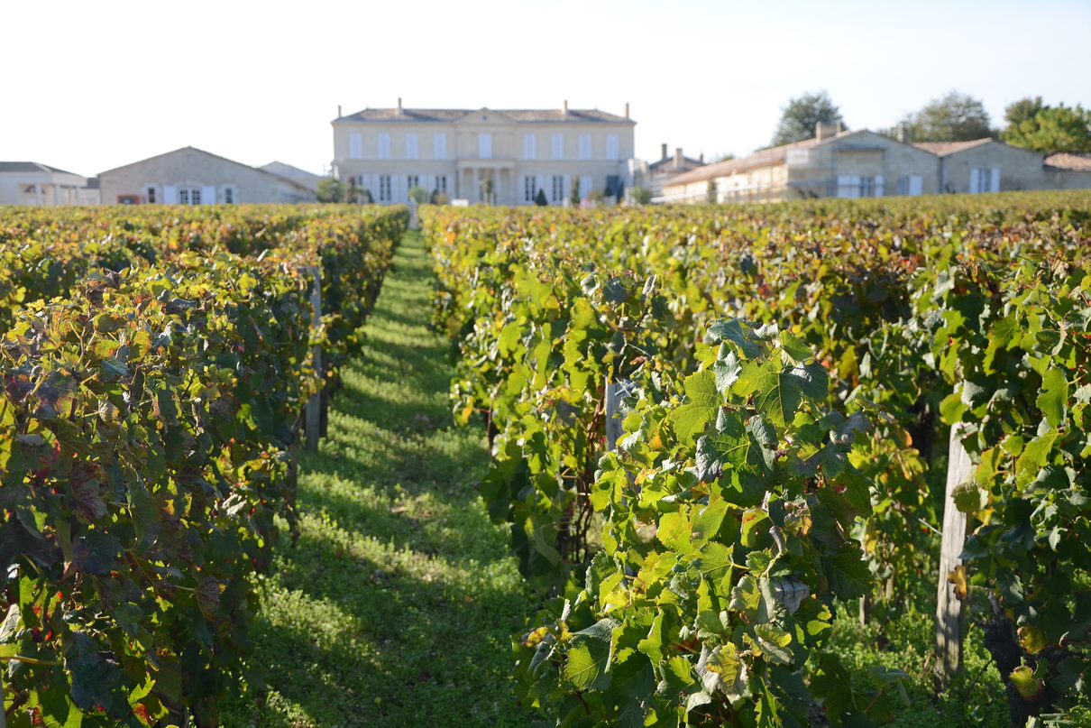 Vignes Bourgogne Beaune