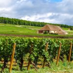 Vignes Bourgogne Beaune