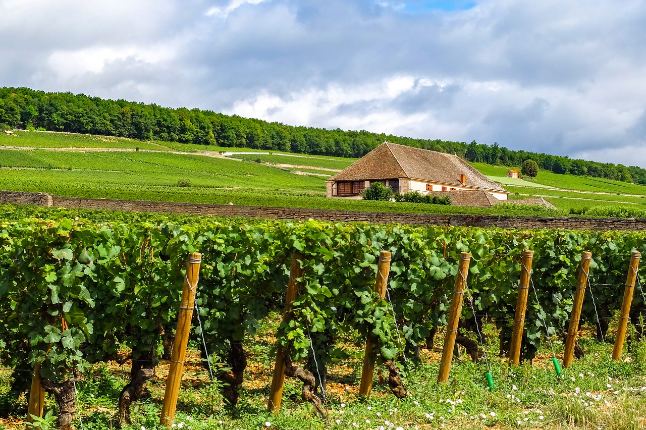 Vignes Bourgogne Beaune
