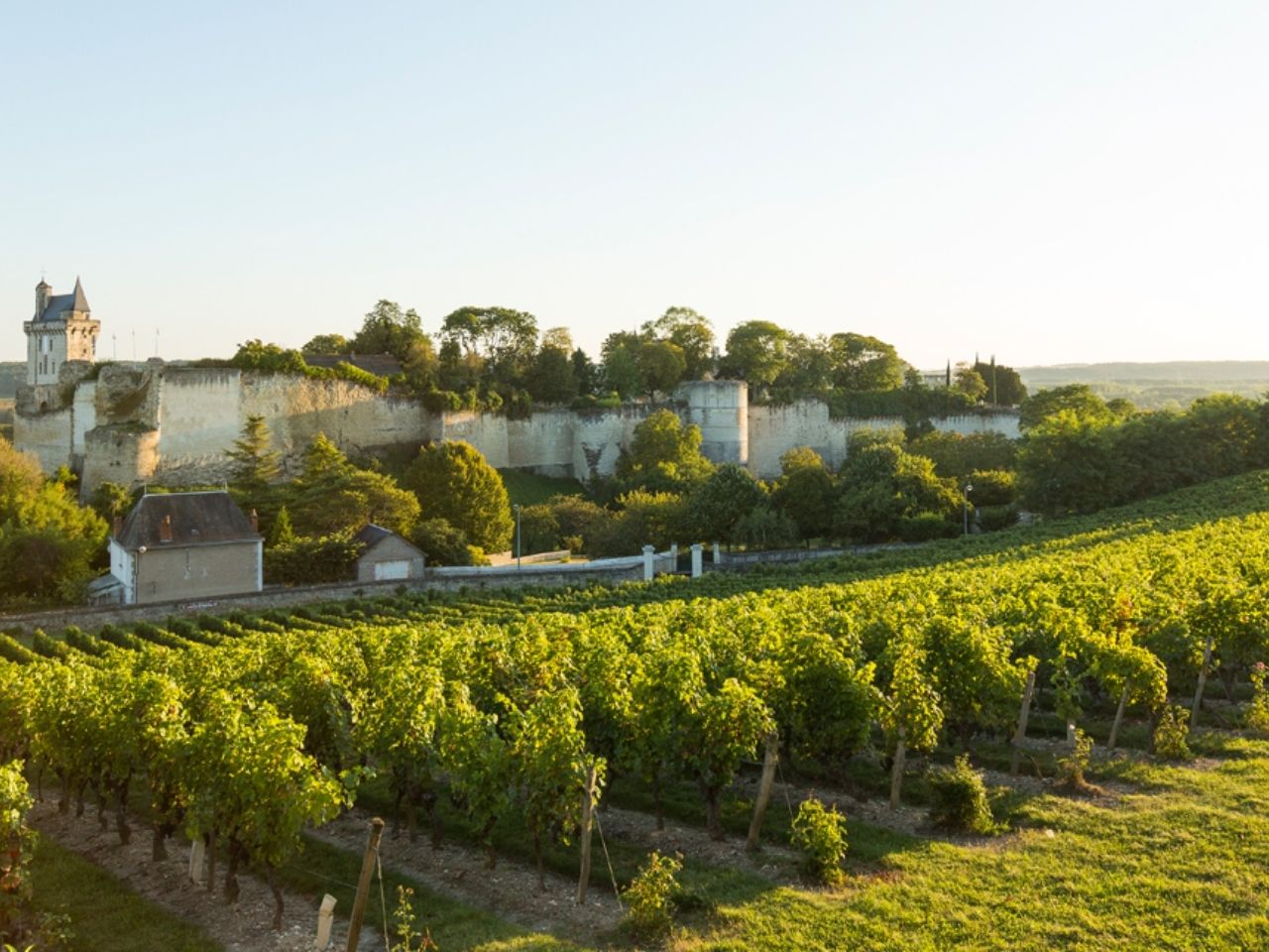 vin Loire vigne