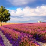Provence Lavande