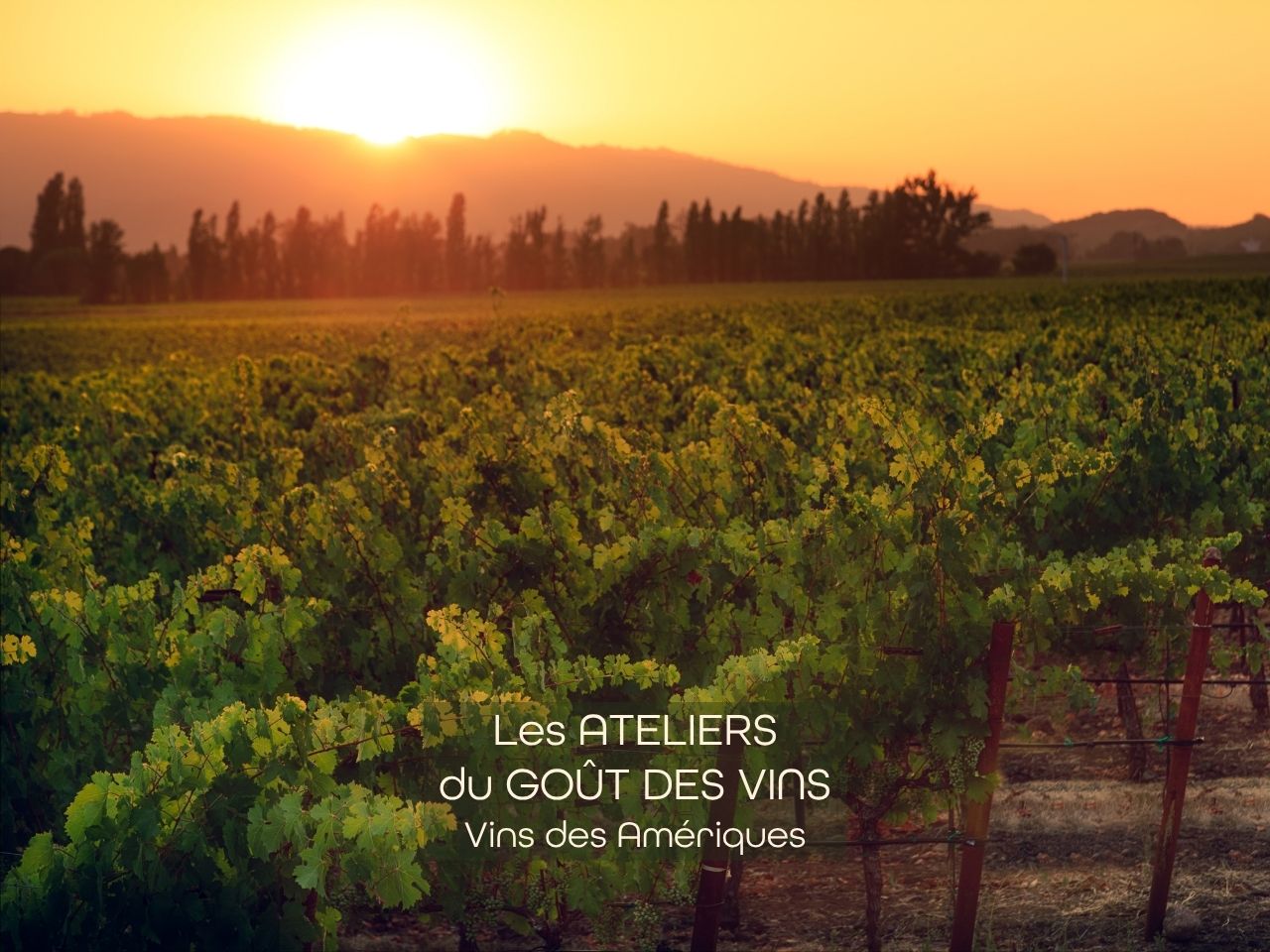 #261029 Atelier Dégustation Vins des Amériques - 29.10.26