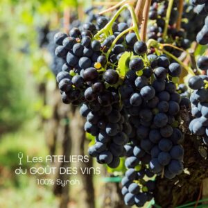 #251030 Atelier Dégustation 100% Syrah - 30.10.2025