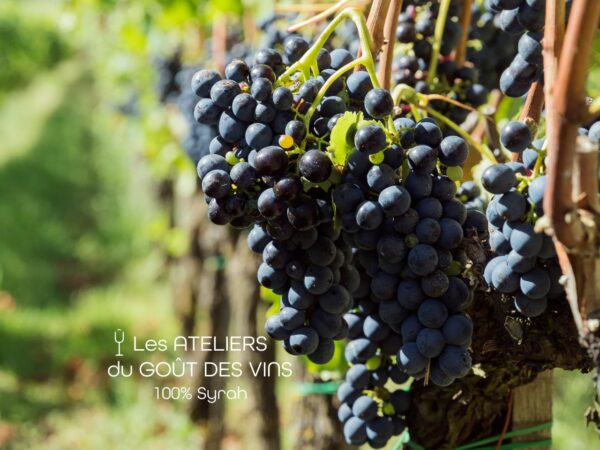 #251030 Atelier Dégustation 100% Syrah - 30.10.2025